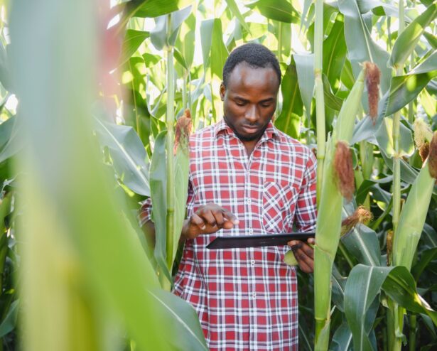 A man standing in a field of corn, on an organic farm. A man standing in a field of corn, on an organic farm