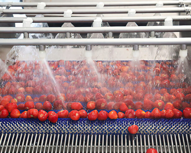 Washing strawberry at factory with automatic machine Washing strawberry at factory with automatic machine