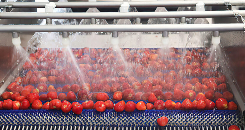 Washing strawberry at factory with automatic machine Washing strawberry at factory with automatic machine